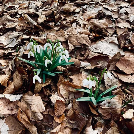 Lantgård Dom Wsrod Sosen Rzedkowice