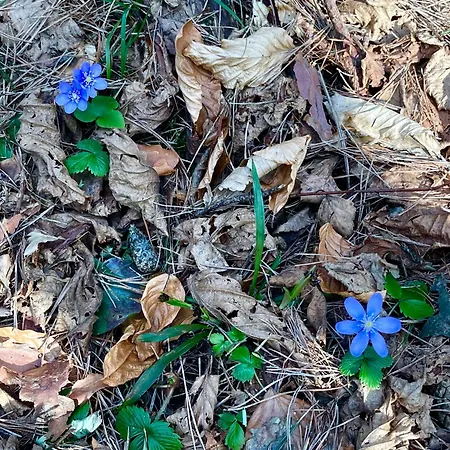 Alloggio per agriturismo Dom Wsrod Sosen