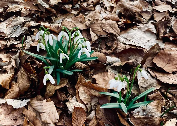 Agroturismo Dom Wśród Sosen Rzedkowice