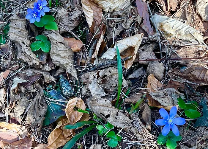 Agroturismo Dom Wśród Sosen