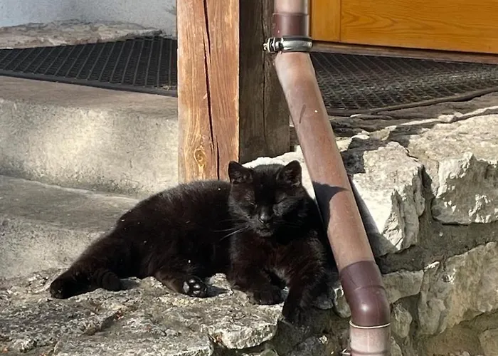 Agroturismo Dom Wśród Sosen