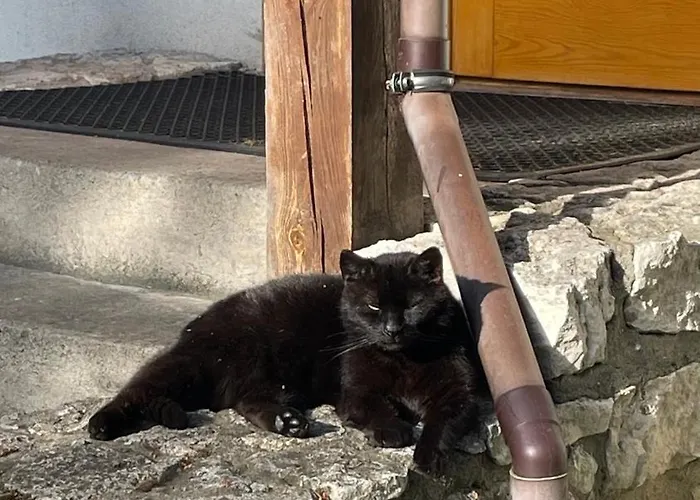 Dom Wśród Sosen Agroturismo